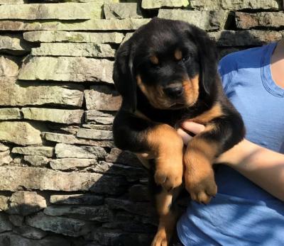     Rottweiler Puppies Available  - Salzburg Dogs, Puppies