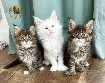   Maine Coon Kittens    - Salzburg Cats, Kittens