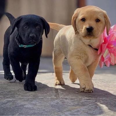  Labrador Puppies for adoption  