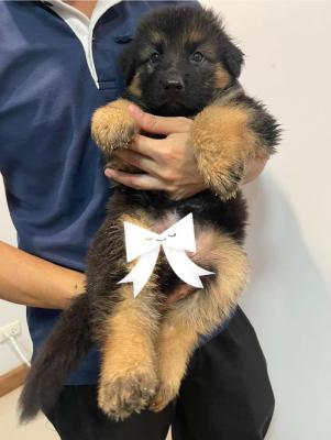   German Shepherd Puppies  - Salzburg Dogs, Puppies