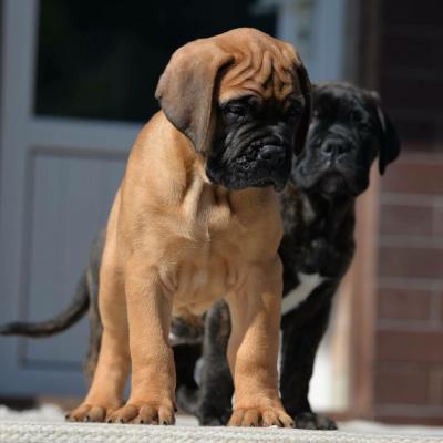   BullMastiff Puppies  - Salzburg Dogs, Puppies