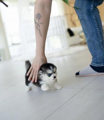   Pomsky Puppies Available  - Salzburg Dogs, Puppies