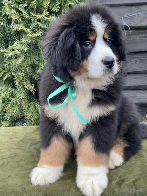  Bernese Mountain Puppies - Salzburg Dogs, Puppies