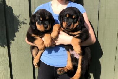  Rottweiler Puppies Available    - Perth Dogs, Puppies