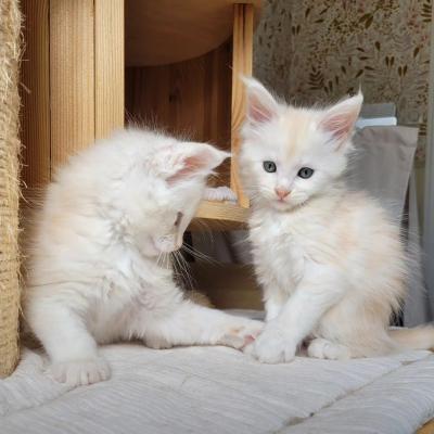   Maine Coon Kittens  - Perth Cats, Kittens