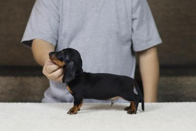 Mini  dachshund puppies  - Perth Dogs, Puppies
