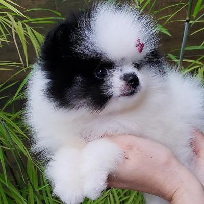    Pomeranian puppies available  - Perth Dogs, Puppies