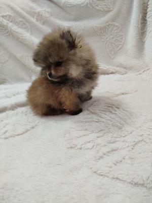 Beautiful Boo Bears - Vienna Dogs, Puppies