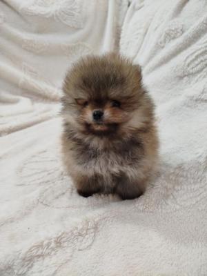 Beautiful Boo Bears - Vienna Dogs, Puppies