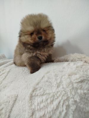 Beautiful Boo Bears - Vienna Dogs, Puppies