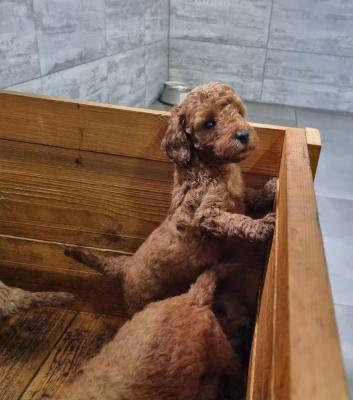 Red miniature poodle - Vienna Dogs, Puppies