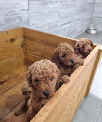 Red miniature poodle - Vienna Dogs, Puppies
