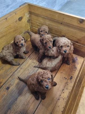 Red miniature poodle - Vienna Dogs, Puppies