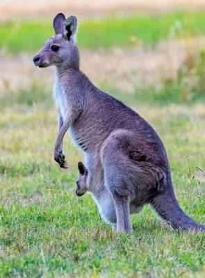 How to Apply for an Australia Visa from Dubai: A Complete Guide