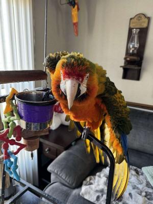 Catalina Macaw for sale - Toronto Birds