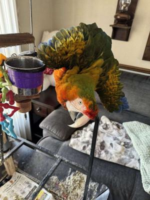 Catalina Macaw for sale - Toronto Birds