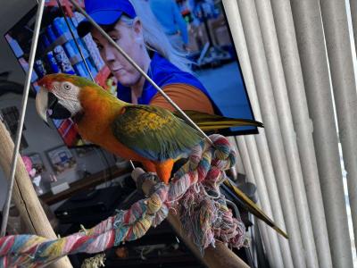 Catalina Macaw for sale - Toronto Birds