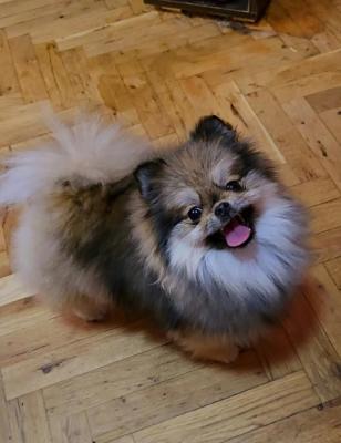 Reinrassige Boo Pomeranian Welpen - Frankfurt (Main) Dogs, Puppies