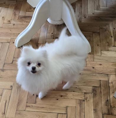 Reinrassige Boo Pomeranian Welpen - Frankfurt (Main) Dogs, Puppies