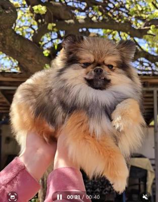 Reinrassige Boo Pomeranian Welpen - Frankfurt (Main) Dogs, Puppies