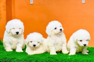 Two Teacup Maltese Puppies Needs a New Family