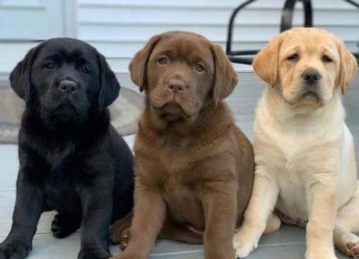 Two Top Class Labrador Puppies Available