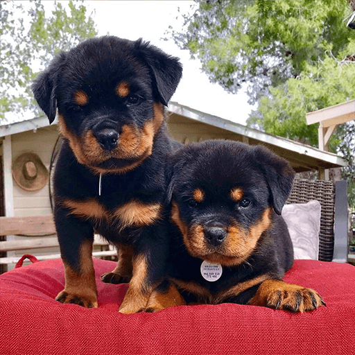 Adorable outstanding Rottweiler puppies