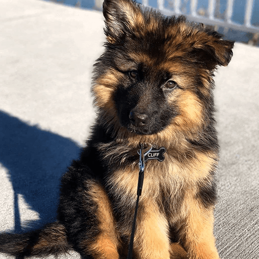 Super Adorable German Shepherd Puppies