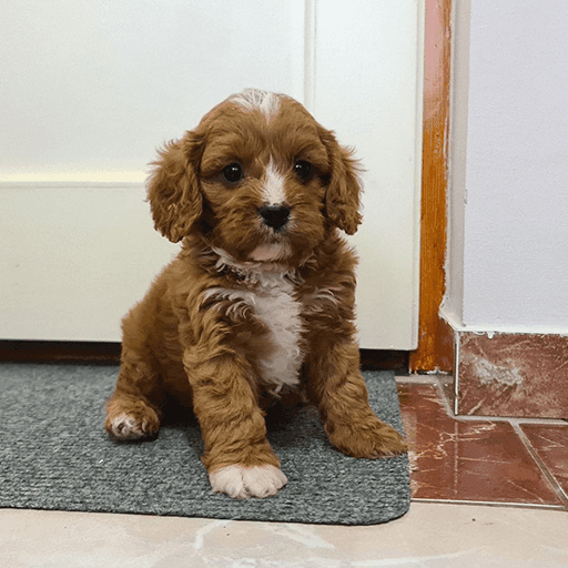 Nice and Healthy Maltipoo Puppies Available