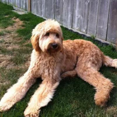 Australian Labradoodle Idaho - Other Other