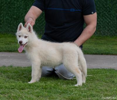 Siberian Husky puppies