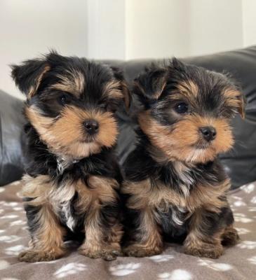 Quality Bred Family Rasied Yorkie Pup