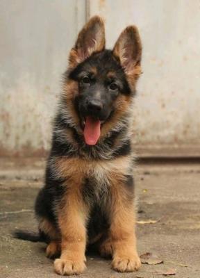 Charming German Shepherd Pups
