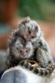 Marmoset Monkeys - Magdeburg Birds