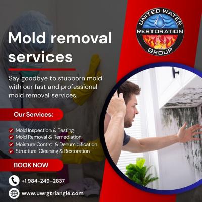 Mold removal companies Hillsborough