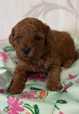 Poodle, red puppies - Vienna Dogs, Puppies