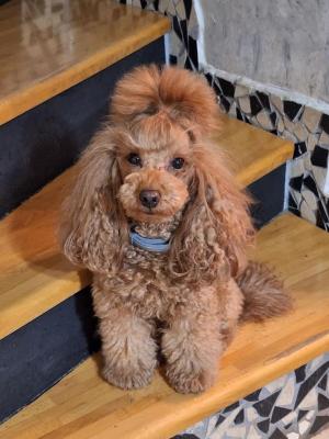 Poodle, red puppies - Vienna Dogs, Puppies