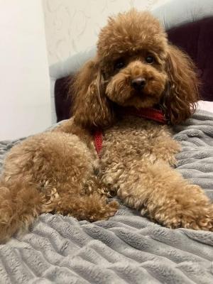 Poodle, red puppies - Vienna Dogs, Puppies