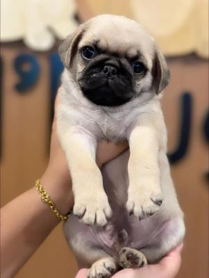  Pug Puppies  - Perth Dogs, Puppies