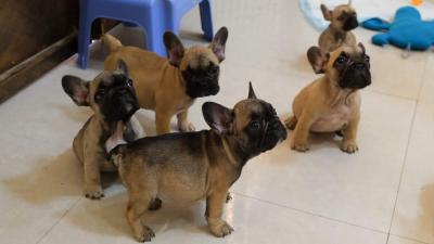   French Bulldog Puppies  - Perth Dogs, Puppies