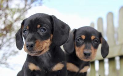   Dachshund puppies    - Perth Dogs, Puppies