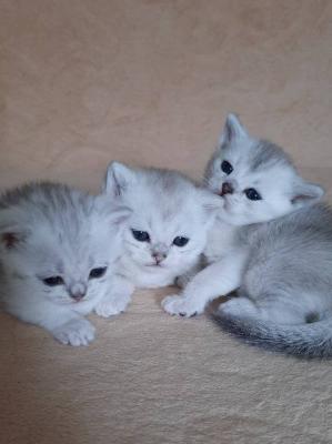 Britisch Kurzhaar Kätzchen - Vienna Cats, Kittens