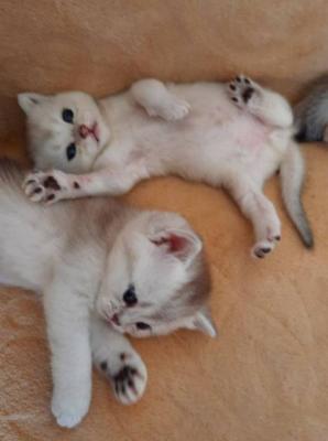 Britisch Kurzhaar Kätzchen - Vienna Cats, Kittens