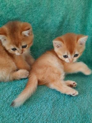 Britisch Kurzhaar Kätzchen - Vienna Cats, Kittens