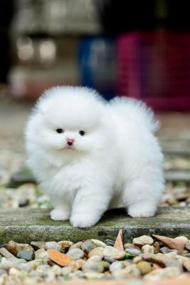  Teacup Pomeranian Puppies    - Kuwait Region Dogs, Puppies