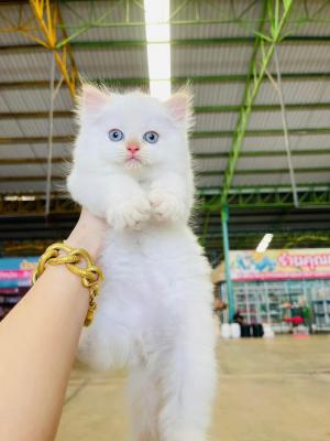  Persian kittens Available    - Kuwait Region Cats, Kittens