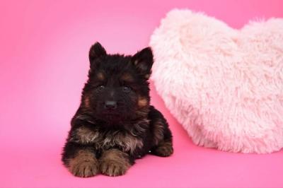 German Shepherd - Vienna Dogs, Puppies