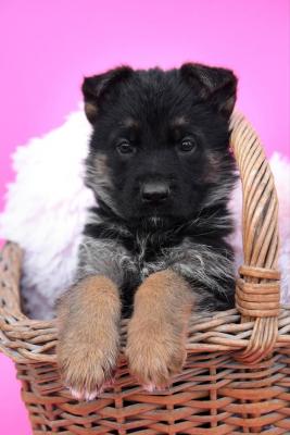 German Shepherd - Vienna Dogs, Puppies