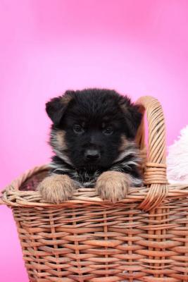 German Shepherd - Vienna Dogs, Puppies