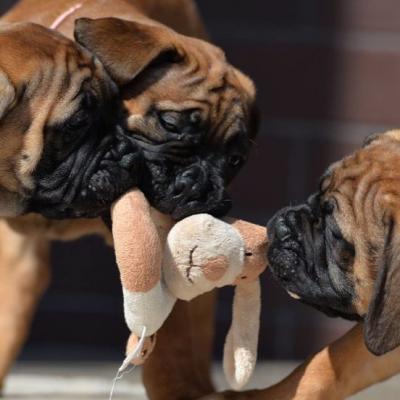  BullMastiff Puppies  - Kuwait Region Dogs, Puppies